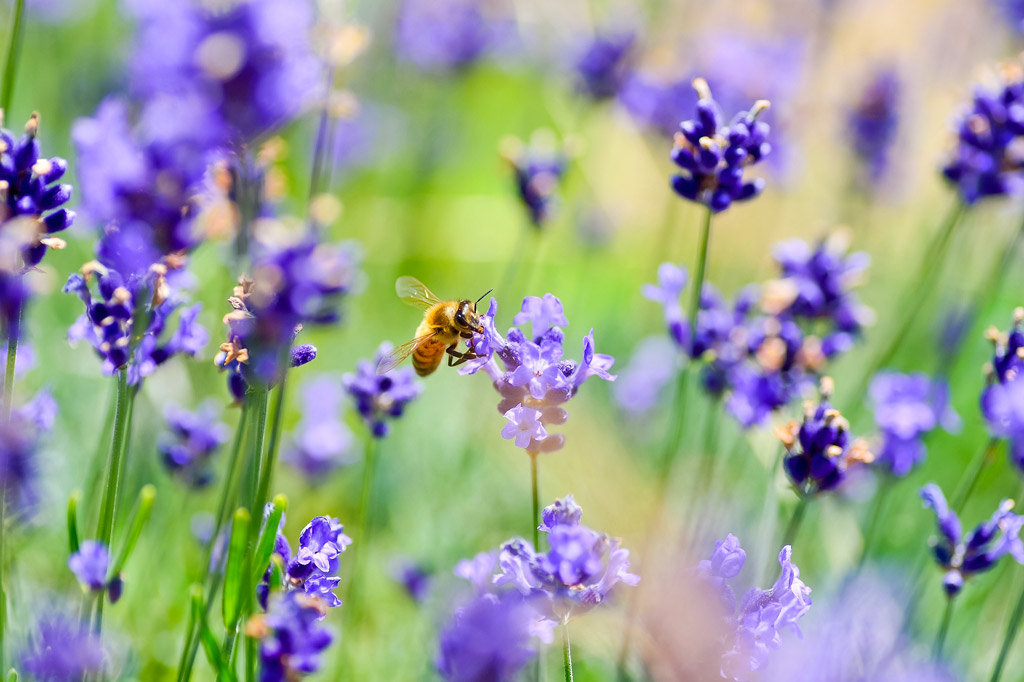 abeille champ lavande