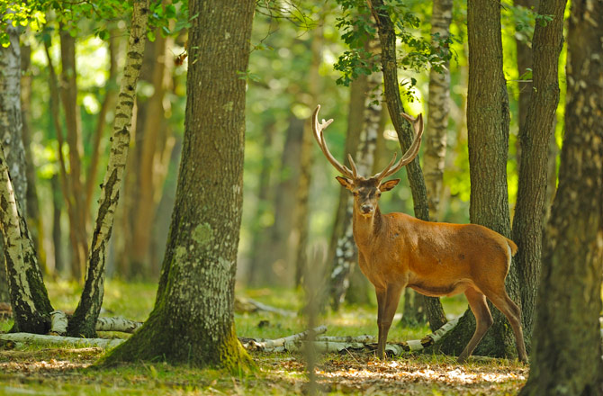 cerf foret dordogne