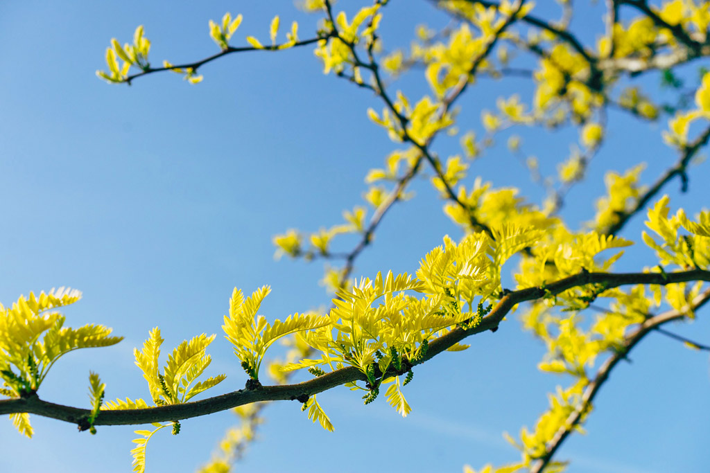 bourgeon arbre branche ciel